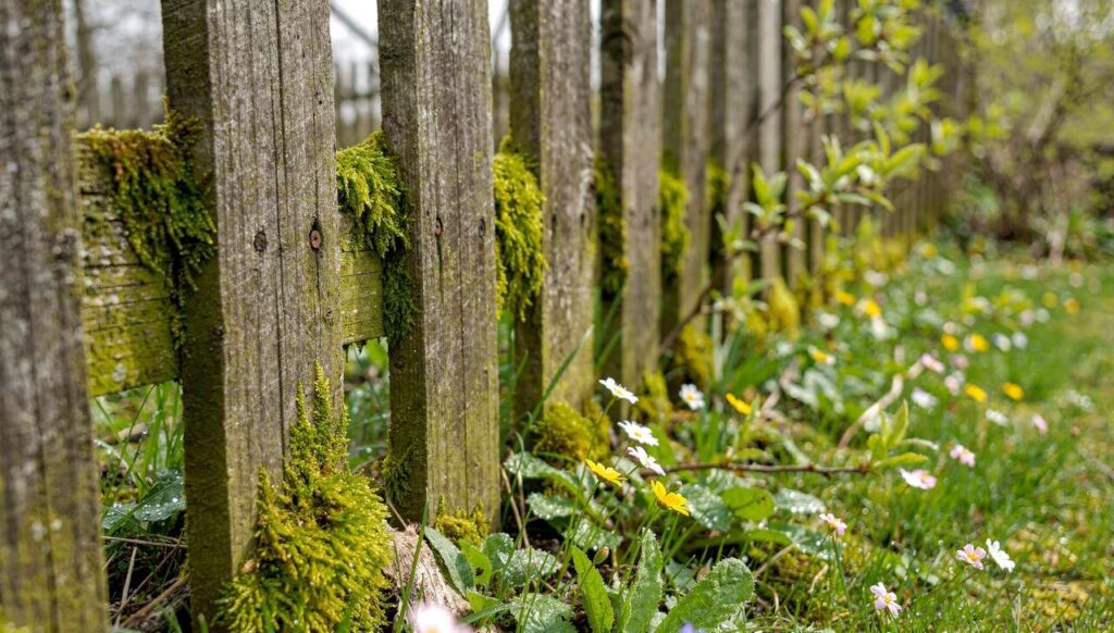 Moos und Algen vom Zaun entfernen: 4 Methoden gegen Holzfäule im Frühling 2026